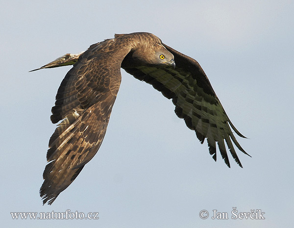 Falco pecchiaiolo occidentale