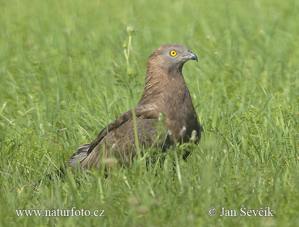 Falco pecchiaiolo occidentale