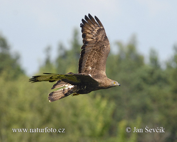 Falco pecchiaiolo occidentale