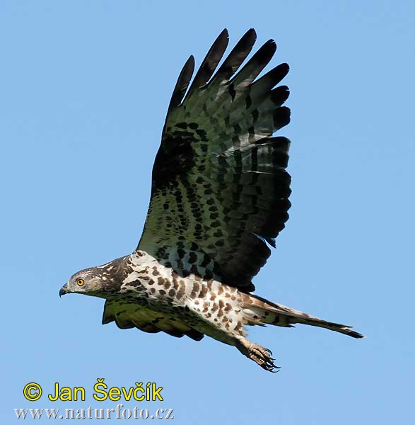 Falco pecchiaiolo occidentale