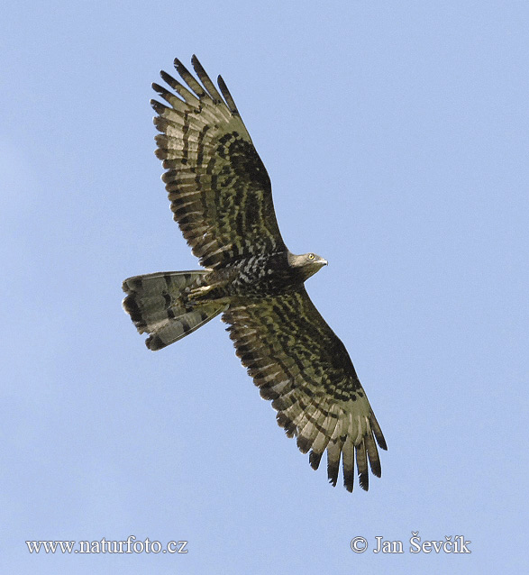 Falco pecchiaiolo occidentale