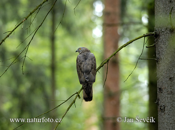 Falco pecchiaiolo occidentale