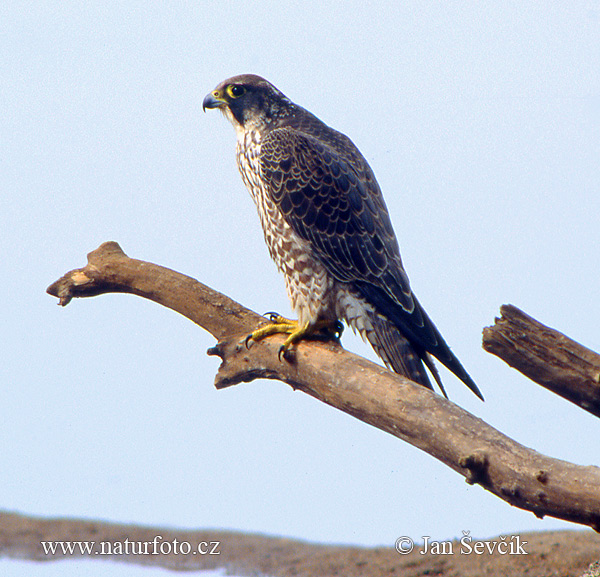 Falco peregrinus