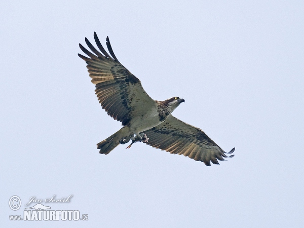 Falco pescatore