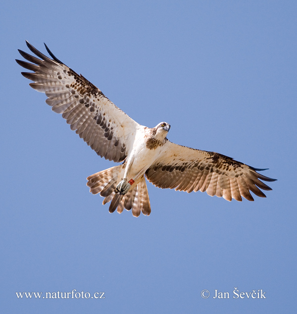 Falco pescatore