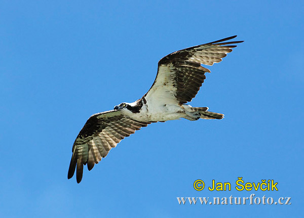 Falco pescatore