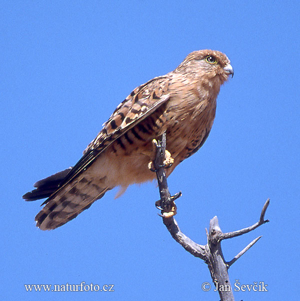 Falco rupicoloides