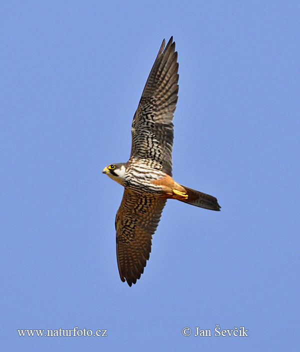 Falco subbuteo