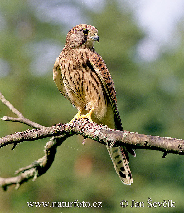 Falco tinnunculus