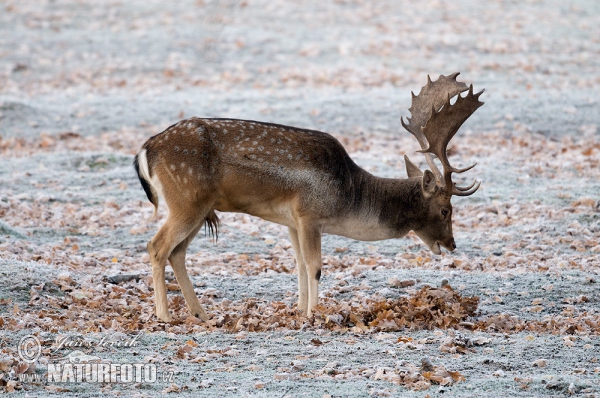 Fallow deer (Dama dama)