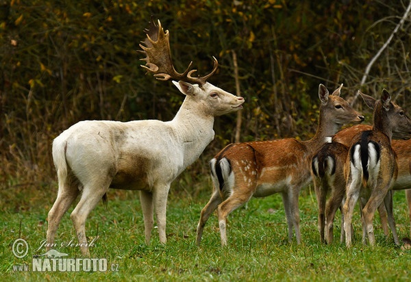 Fallow deer (Dama dama)