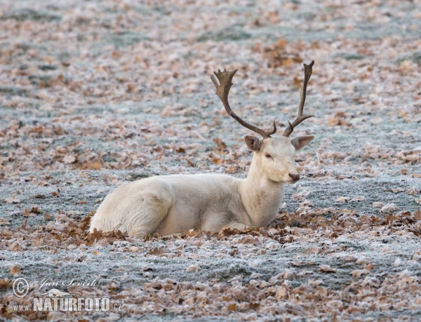 Fallow deer (Dama dama)