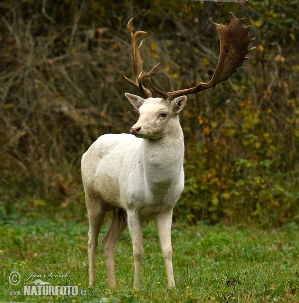 Fallow deer (Dama dama)