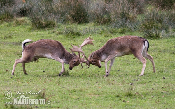 Fallow deer (Dama dama)