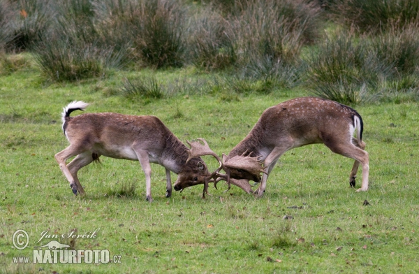 Fallow deer (Dama dama)