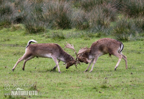 Fallow deer (Dama dama)