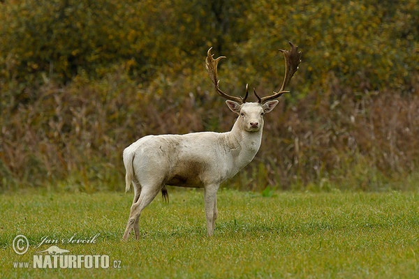 Fallow deer (Dama dama)