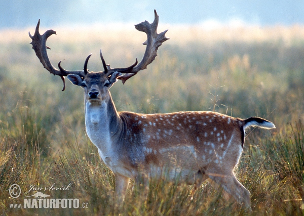 Fallow deer (Dama dama)