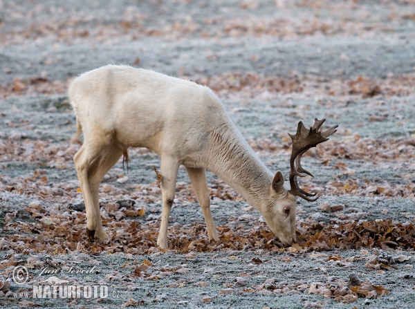 Fallow deer (Dama dama)