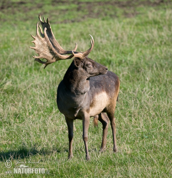 Fallow deer (Dama dama)