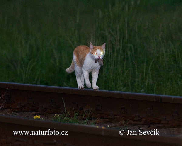 Felis silvestris, f. catus