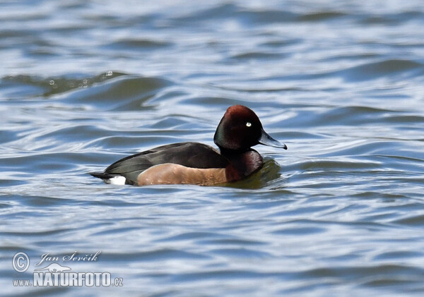 Ferruginous Duck (Aythya nyroca)