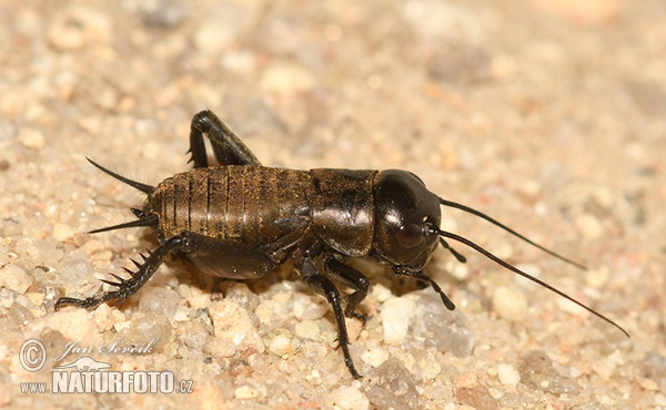 Field Cricket (Gryllus campestris)