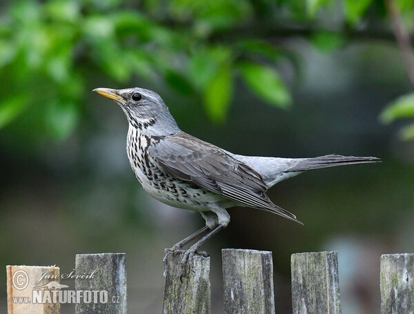 Fieldfare (Turdus pilaris)