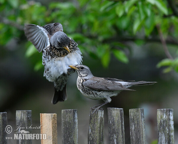 Fieldfare (Turdus pilaris)