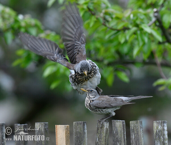 Fieldfare (Turdus pilaris)