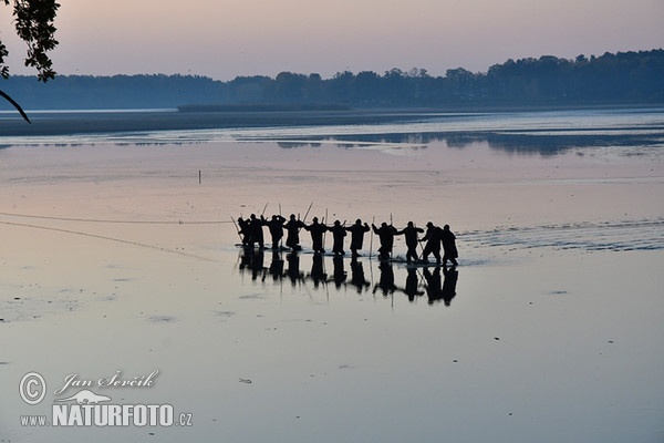 Fish harvest (Vylov)