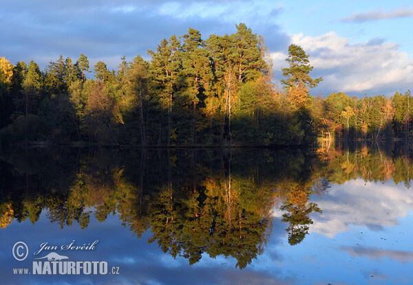 Fishpond Nové Jezero (Tre)