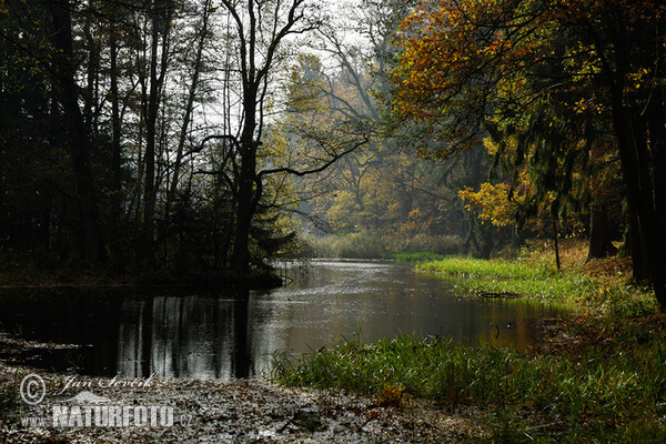 Fishpond Nové Jezero (Tre)