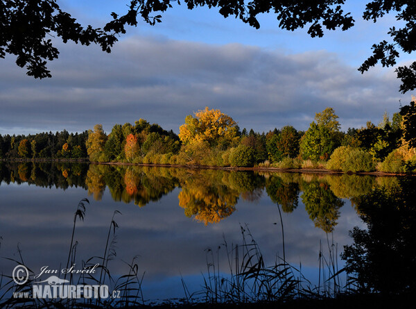 Fishpond Výtopa (Tre)