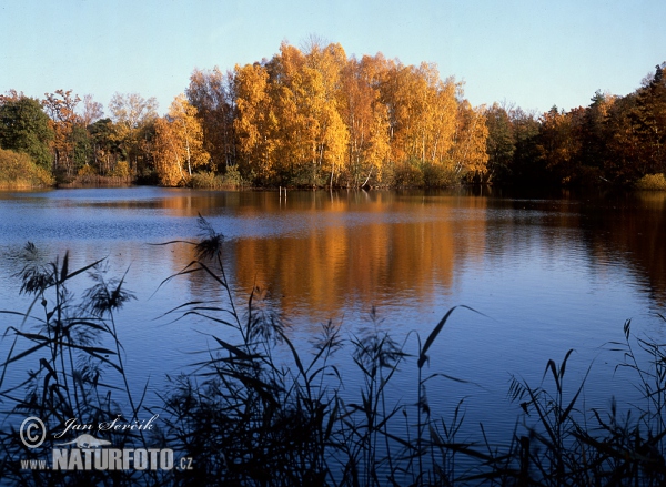 Fishpond Žofinka (Tre)