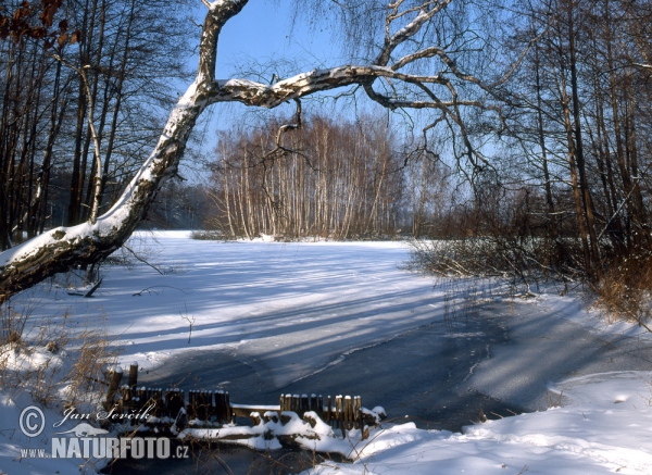 Fishpond Žofinka (Tre)