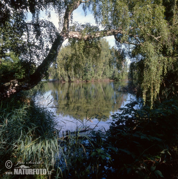 Fishpond Žofinka (Tre)