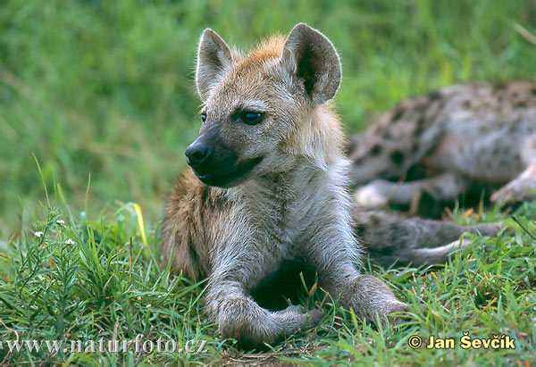 Fläckig hyena