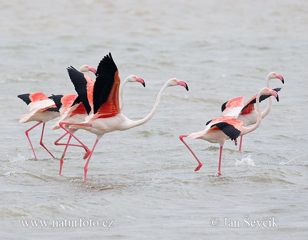 Flamant des Caraïbes