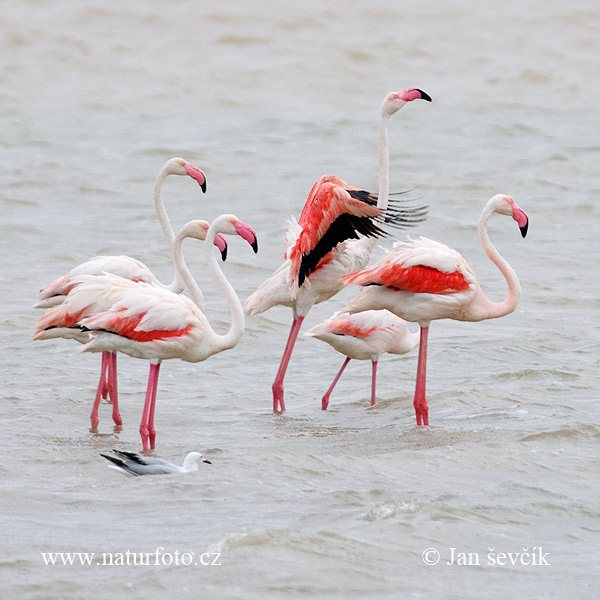 Flamant des Caraïbes