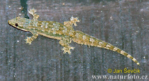 Flat-tailed House Gecko (Hemidactylus platyurus)