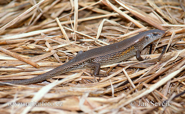 Flerlinjet solskink