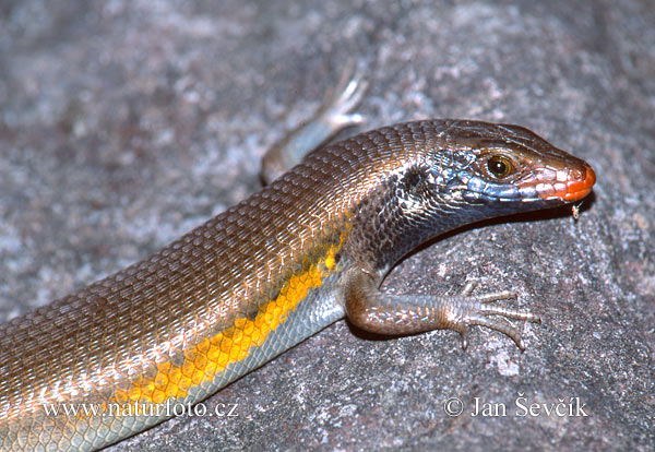 Flerlinjet solskink