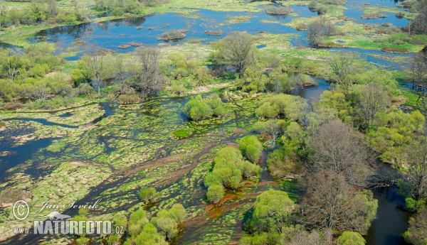 Floodplain Lužnice river (AIR)