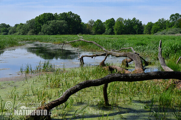 Floodplain of Lužnice River (Fishpond)