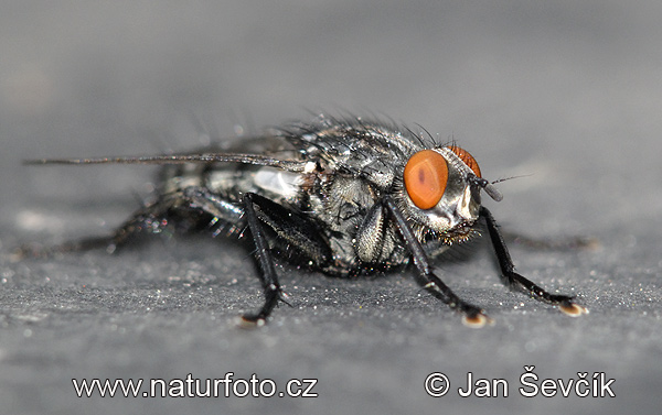 Fly (Sarcophagidae sp.)