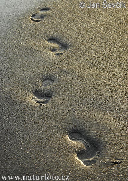 Footprints in sand (Footprints)