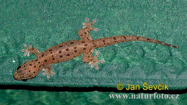 Four-clawed Gecko (Gehyra mutilata)