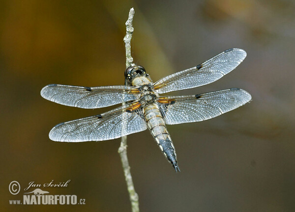 Four-spotted Chaser (Libellula quadrimaculata)