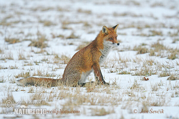 Fox (Vulpes vulpes)